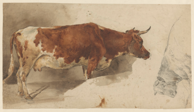 Eine braune und weiße Kuh steht aufrecht mit erhobenem Kopf und gespitzten Ohren neben einer anderen Kuh auf einem Papier mit Text, beide Kühe wenden dem Betrachter den Rücken zu.