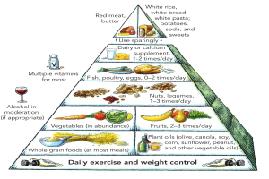 Ein beschriftetes Diagramm der Nahrungsmittelpyramide mit Abschnitten für Obst, Gemüse, Getränke und andere Nahrungsmittelgruppen.