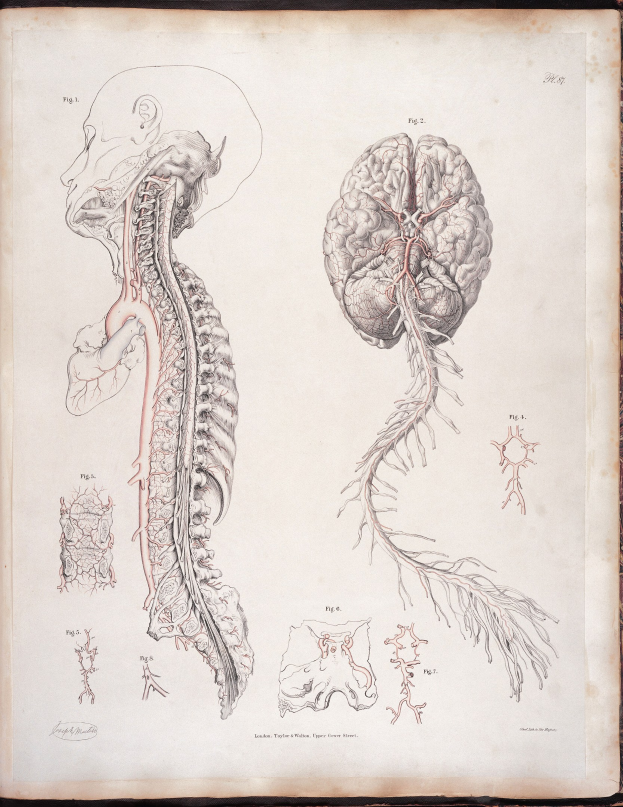 Ein offenes altes Buch mit einer detaillierten, lebensechten anatomischen Zeichnung des menschlichen Gehirns und der Wirbelsäule mit ausstrahlenden Nerven und Arterien, vor klassischer Typografie.