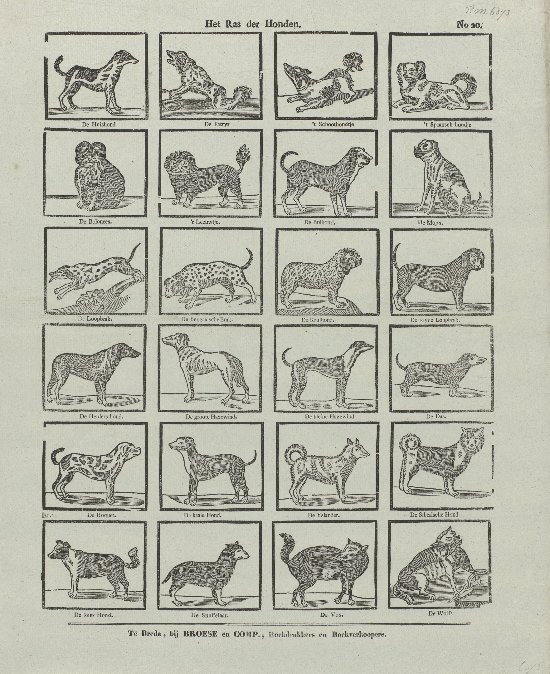 Ein offenes altes Buch, das verschiedene Hundezuchten zeigt, mit begleitenden Textbeschreibungen.