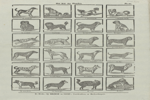 Ein offenes altes Buch, das verschiedene Hundezuchten zeigt, mit begleitenden Textbeschreibungen.