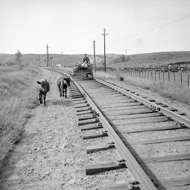Zwei schwarz-weiße Kühe gehen auf Bahngleisen mit einer Person auf einem Fahrzeug im Vordergrund, Gras und ein Zaun auf beiden Seiten der Gleise und Häuser, Bäume, Pfähle und Himmel im Hintergrund.